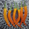 Picture of PPH214. Europer Ruposi Chilli / ইউরোপের রুপসী মরিচ