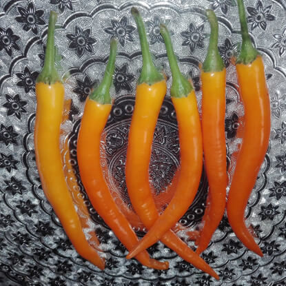 Picture of PPH214. ইউরোপের রুপসী মরিচ #কুরিয়ার ফ্রি[Min Order 4(This Item Or Any)] ১০০/=অগ্রীম