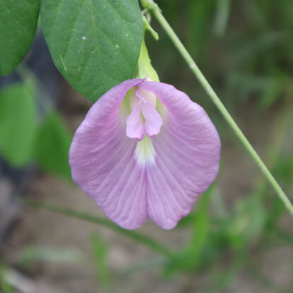 Picture of FBP413. গোলাপী অপরাজিতা ফুল (50)/Pink Butterfly Pea Flower