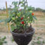 Picture of ATM988. Hanging Tub Cherry Tomato / ঝুলন্ত টব চেরী টমেটো