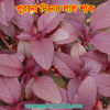Picture of LAR299. Red Amaranth of Old days / পুরনো দিনের লাল শাক