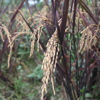 Picture of GRC205. বেগুণী পাতা ধান (500)/Purple Leaf Rice
