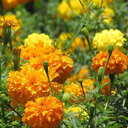 Picture of FMD804. মিশ্র গাঁদা ফুল (100)/Mixed Marigold