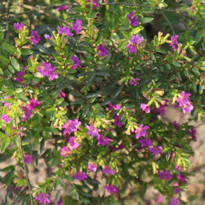 Picture of SLR404. রাণী কুফিয়া ফুলের চারা #কুরিয়ার ফ্রি[Min Order 4(This Item Or Any)] ১০০/=অগ্রীম