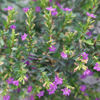 Picture of FSF404. রাণী কুফিয়া ফুলের চারা (04)/Saplings of False Heather