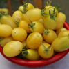 Picture of ATY999. (Hajari Angur) Yellow Cherry Tomato / হাজারী আঙ্গুর চেরী টমেটো