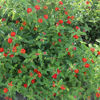 Picture of SLL614. লাল লন্ঠন ফুলের চারা #কুরিয়ার ফ্রি[Min Order 4(This Item Or Any)] ১০০/=অগ্রীম