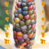 Picture of CNR007. (Rongdhonu) Color Corn / রংধনু ভুট্টা