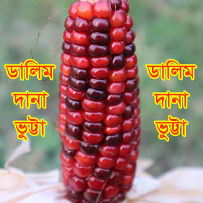 Picture of CND700. ডালিম দানা ভুট্টা #কুরিয়ার ফ্রি[Min Order 4(This Item Or Any)] ১০০/=অগ্রীম