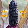 Picture of CNB705. (Parbot Kalo Herbal) Black Corn / পর্বত কালো ভেষজ ভুট্টা