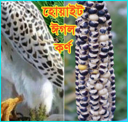 Picture of CNW722. White Egle Corn / হোয়াইট ঈগল কর্ণ