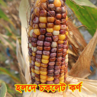 Picture of CNC712. হলদে-চকলেট কর্ণ #কুরিয়ার ফ্রি[Min Order 4(This Item Or Any)] ১০০/=অগ্রীম