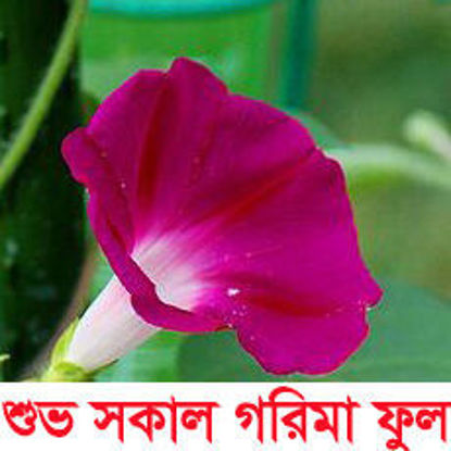 Picture of FMG606. শুভ সকাল গরিমা  ফুল #কুরিয়ার ফ্রি[Min Order 4(This Item Or Any)] ১০০/=অগ্রীম