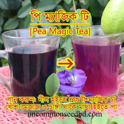 Picture of FBP405. পি ম্যাজিক টি (25)/Pea Magic Tea