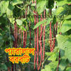 Picture of YLB011. প্যারালাল বরবটি #কুরিয়ার ফ্রি[Min Order 4(This Item Or Any)] ১০০/=অগ্রীম