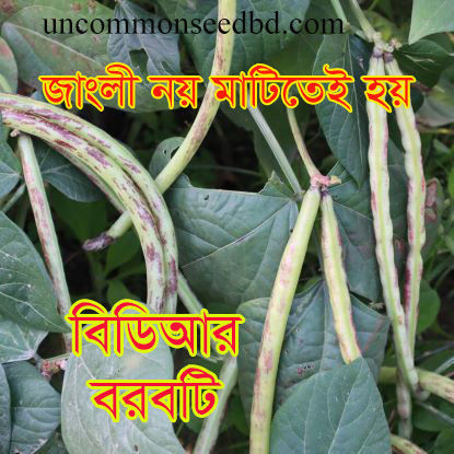 Picture of YLB006. বিডিআর বরবটি #কুরিয়ার ফ্রি[Min Order 4(This Item Or Any)] ১০০/=অগ্রীম