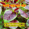 Picture of LAD300. Design Leaf Red Amaranth / নকশী পাতা লাল শাক