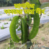 Picture of BNW103. Japanese Star Wing Bean / জাপানীজ কামরাঙা তারা সীম