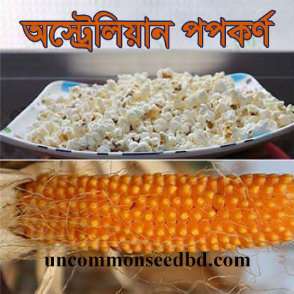 Picture of CNP909. অস্ট্রেলিয়ান পপকর্ণ #কুরিয়ার ফ্রি[Min Order 4(This Item Or Any)] ১০০/=অগ্রীম