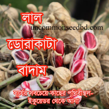 Picture of GN100. লাল ডোরাকাটা বাদাম #কুরিয়ার ফ্রি[Min Order 4(This Item Or Any)] ১০০/=অগ্রীম