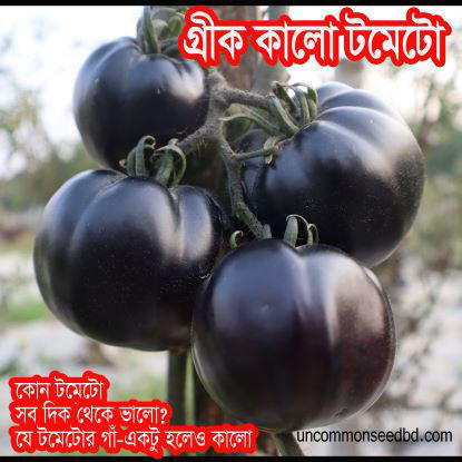 Picture of ATB002. গ্রীক কালো টমেটো #কুরিয়ার ফ্রি[Min Order 4(This Item Or Any)] ১০০/=অগ্রীম