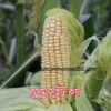 Picture of CNS004. D-Kusum Sweet Corn / ডি-কুসুম সুইট কর্ণ