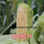 Picture of CNS004. D-Kusum Sweet Corn / ডি-কুসুম সুইট কর্ণ