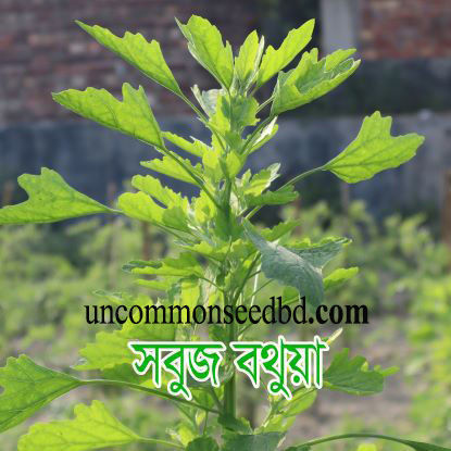 Picture of LGF412. সবুজ বথুয়া শাক #কুরিয়ার ফ্রি[Min Order 4(This Item Or Any)] ১০০/=অগ্রীম