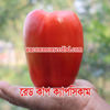 Picture of PPS815. রেড কাপ ক্যাপসিকাম #কুরিয়ার ফ্রি[Min Order 4(This Item Or Any)] ১০০/=অগ্রীম