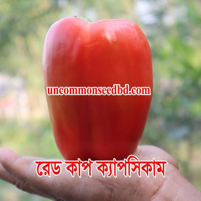Picture of PPS815. রেড কাপ ক্যাপসিকাম #কুরিয়ার ফ্রি[Min Order 4(This Item Or Any)] ১০০/=অগ্রীম