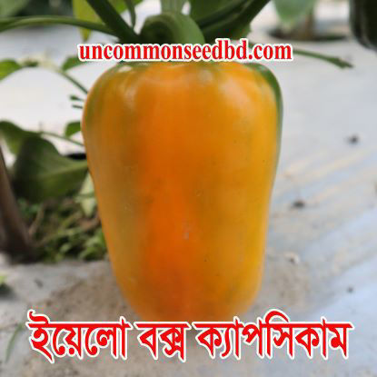 Picture of PPS804. ইয়েলো বক্স ক্যাপসিকাম #কুরিয়ার ফ্রি[Min Order 4(This Item Or Any)] ১০০/=অগ্রীম