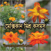 Picture of FCM384. Mexican Mixed Cosmos Ffowr / মেক্সিকান মিশ্র কসমস ফুল