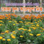 Picture of FCD340. Calendula Mix / ভোজ্য ফুল: ক্যালেন্ডুলা মিক্স
