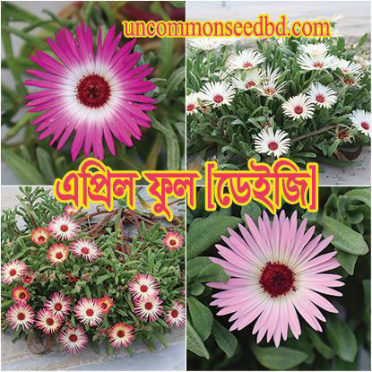 Picture of FDG604. এপ্রিল ফুল-ডেইজি #কুরিয়ার ফ্রি[Min Order 4(This Item Or Any)] ১০০/=অগ্রীম