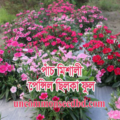 Picture of FDT505. পাঁচমিশালী পেন্সিল ছিলকা ফুল #কুরিয়ার ফ্রি[Min Order 4(This Item Or Any)] ১০০/=অগ্রীম