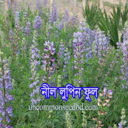 Picture of FLF602. নীল লুপিন ফুল #কুরিয়ার ফ্রি[Min Order 4(This Item Or Any)] ১০০/=অগ্রীম