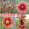 Picture of FIB100. Indian Blanket (Gaillardia) Flower / ভারতীয় কম্বল ফুল