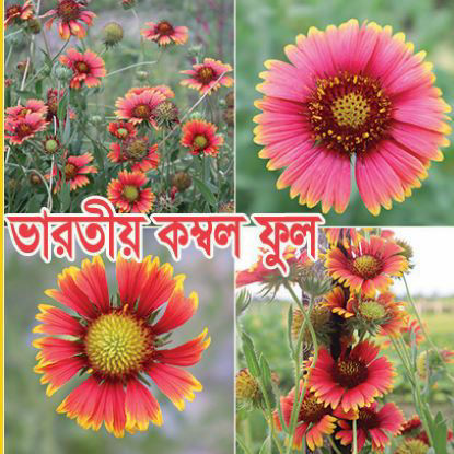 Picture of FIB100. ভারতীয় কম্বল ফুল #কুরিয়ার ফ্রি[Min Order 4(This Item Or Any)] ১০০/=অগ্রীম