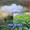 Picture of LKK377. কেয়ার ফ্রি কলমি (10)/Care free Kangkong