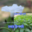 Picture of LKK377. Care Free Kangkong / কেয়ার ফ্রি কলমি