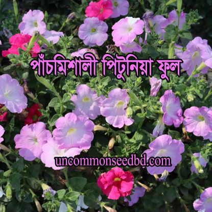 Picture of FPT504. পাঁচমিশালী পিটুনিয়া ফুল (150)/Mixed Petunia Flower