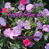 Picture of FPT505. পাঁচমিশালী পিটুনিয়া ফুল (25)/Mixed Petunia Flower
