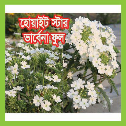 Picture of FVB552. হোয়াইট স্টার ভার্বেনা ফুল #কুরিয়ার ফ্রি[Min Order 4(This Item Or Any)] ১০০/=অগ্রীম
