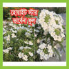 Picture of FVB552. White Star Verbena / হোয়াইট স্টার ভার্বেনা ফুল