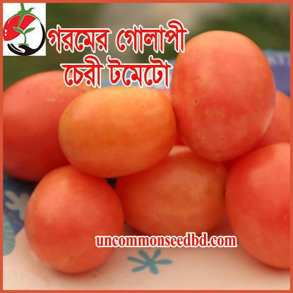 Picture of ATK990. গরমের গোলাপী চেরী টমেটো #কুরিয়ার ফ্রি[Min Order 4(This Item Or Any)] ১০০/=অগ্রীম