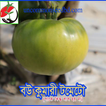 Picture of ATG720. বউ কুমারী টমেটো #কুরিয়ার ফ্রি[Min Order 4(This Item Or Any)] ১০০/=অগ্রীম