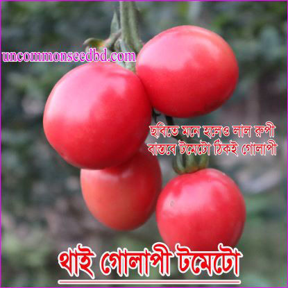 Picture of ATK490. থাই গোলাপী টমেটো #কুরিয়ার ফ্রি[Min Order 4(This Item Or Any)] ১০০/=অগ্রীম