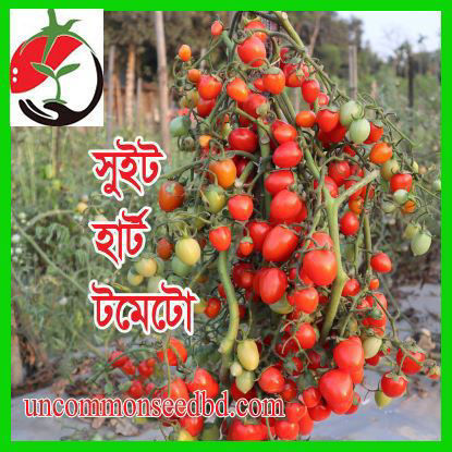 Picture of ATM786. সুইট হার্ট টমেটো #কুরিয়ার ফ্রি[Min Order 4(This Item Or Any)] ১০০/=অগ্রীম