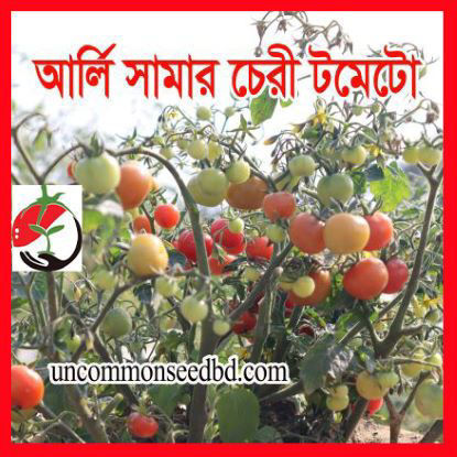 Picture of ATM901. আর্লি সামার চেরী টমেটো #কুরিয়ার ফ্রি[Min Order 4(This Item Or Any)] ১০০/=অগ্রীম