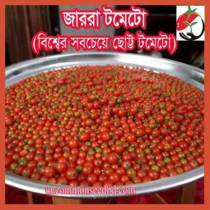 Picture of ATM501. জাররা টমেটো #কুরিয়ার ফ্রি[Min Order 4(This Item Or Any)] ১০০/=অগ্রীম